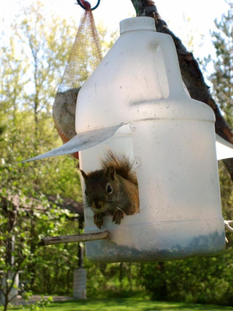 squirrel feeder plans