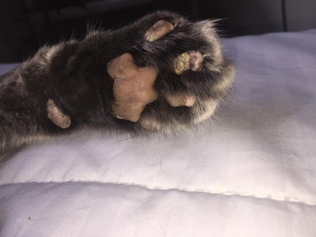 cat litter stuck in paws