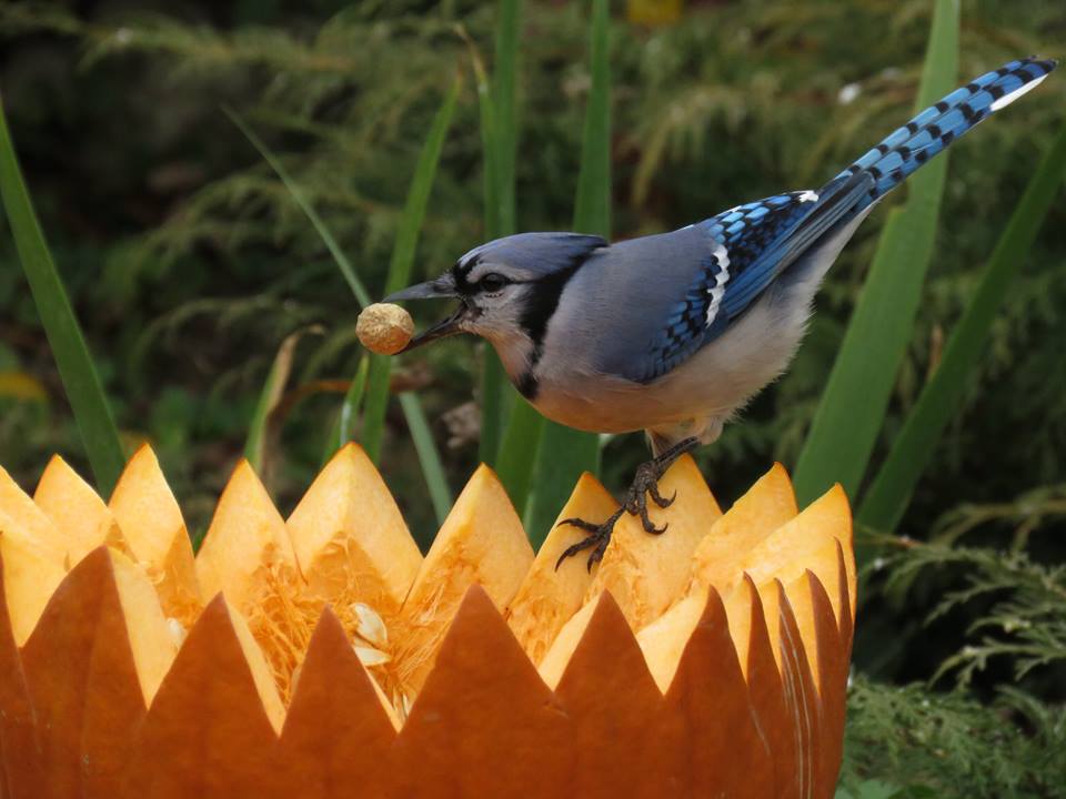 pumpkin bird feeder