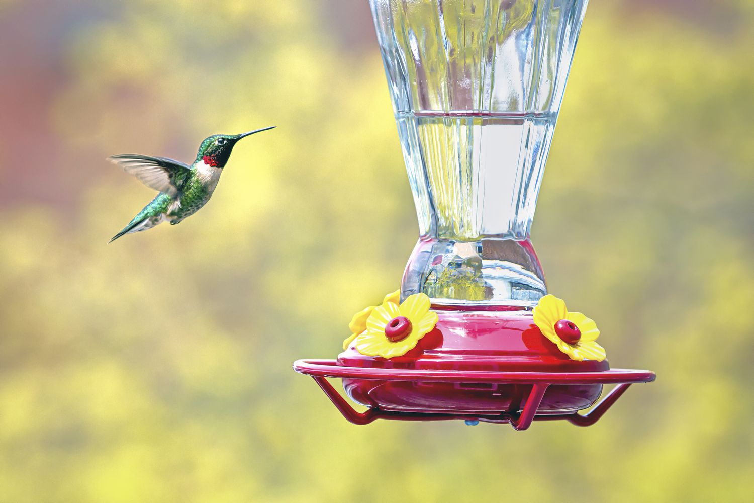 how often to change hummingbird feeder