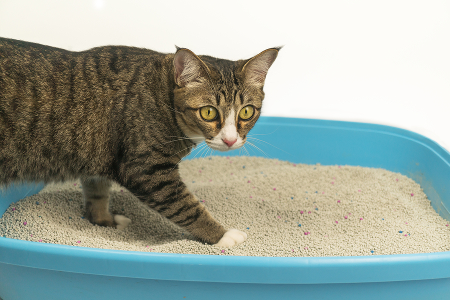 How does cat litter work