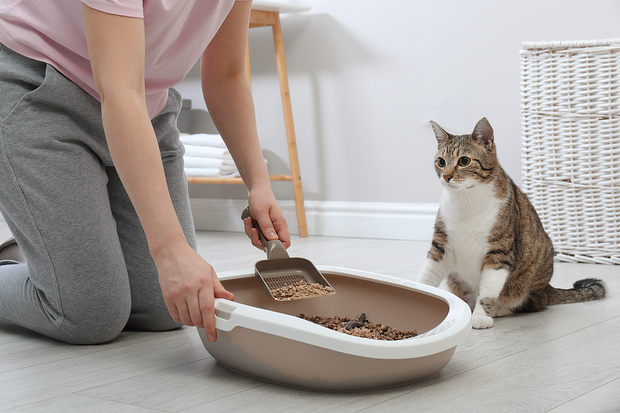 How does cat litter work