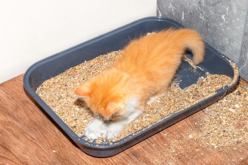 why does my cat roll in the litter box