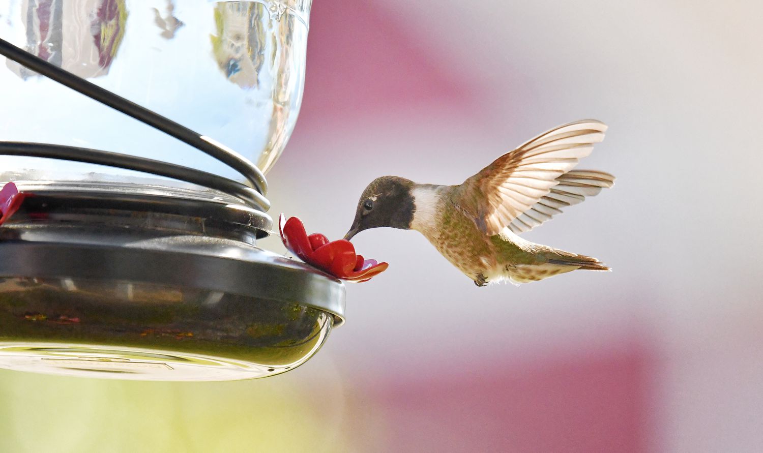 how often to change hummingbird feeder