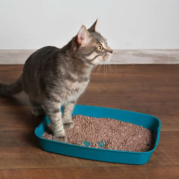 dispose of cat litter