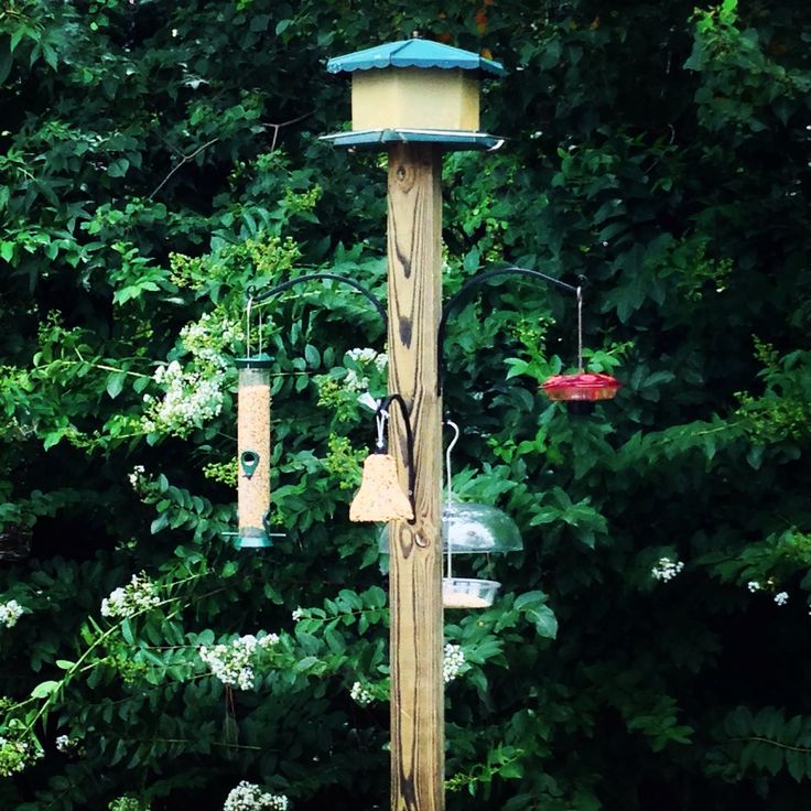 diy bird feeder 