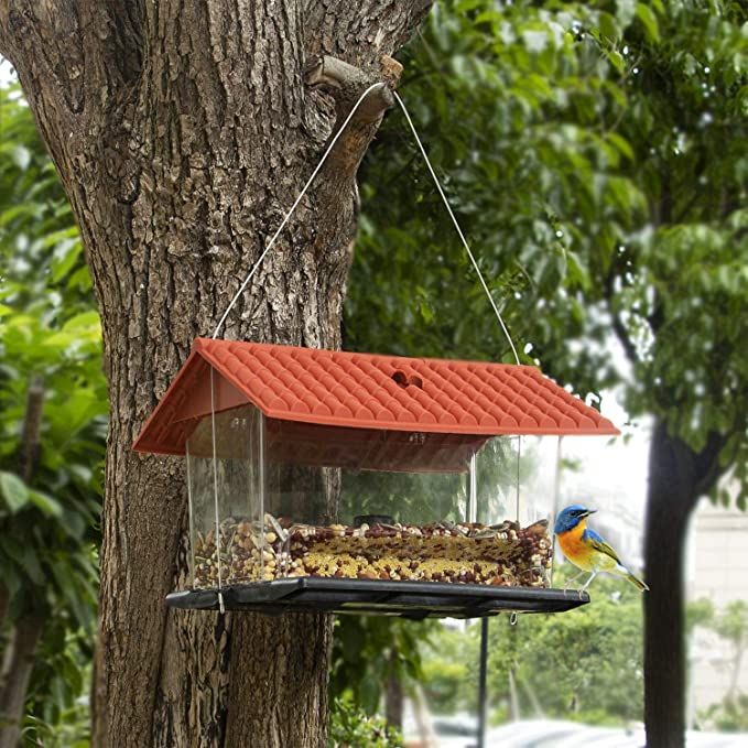 bird feeder