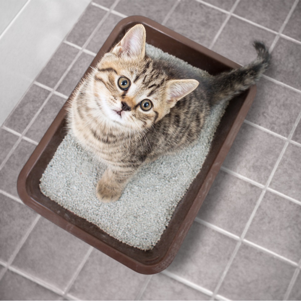 cat sitting in litter box