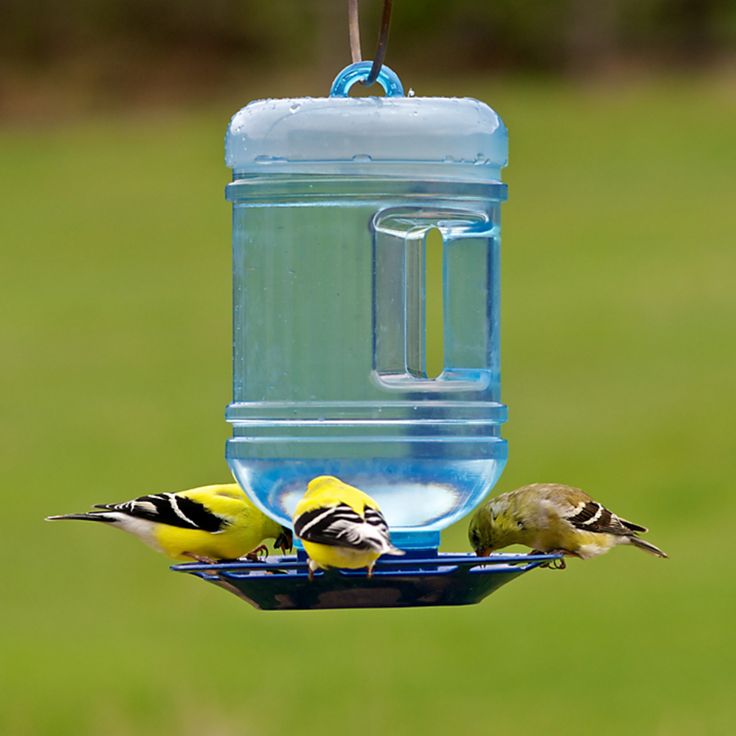 bird feeder craft