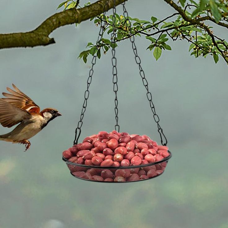 Bird Feeder For Outside