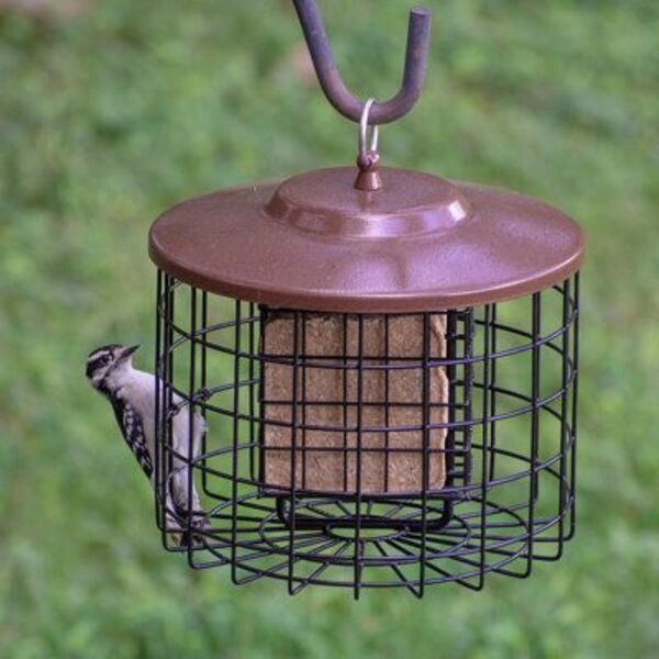 bird feeder