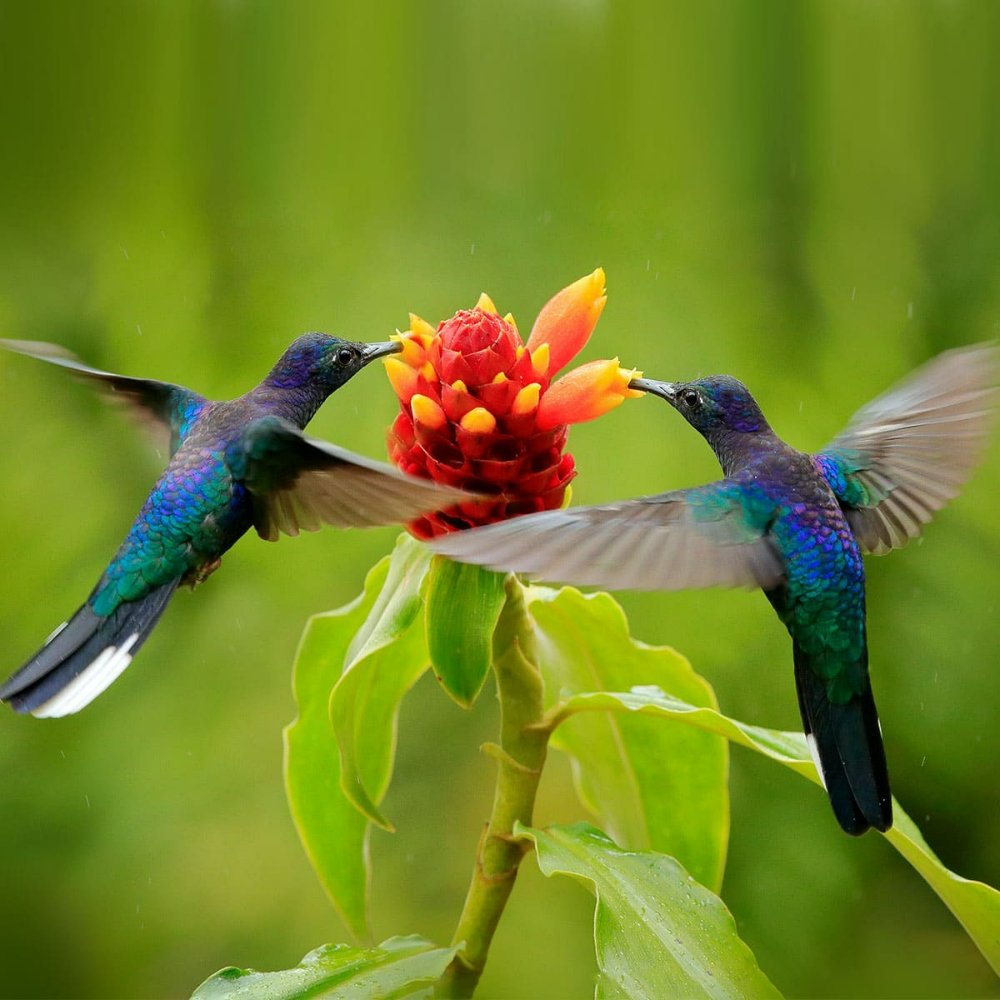 hummingbirds