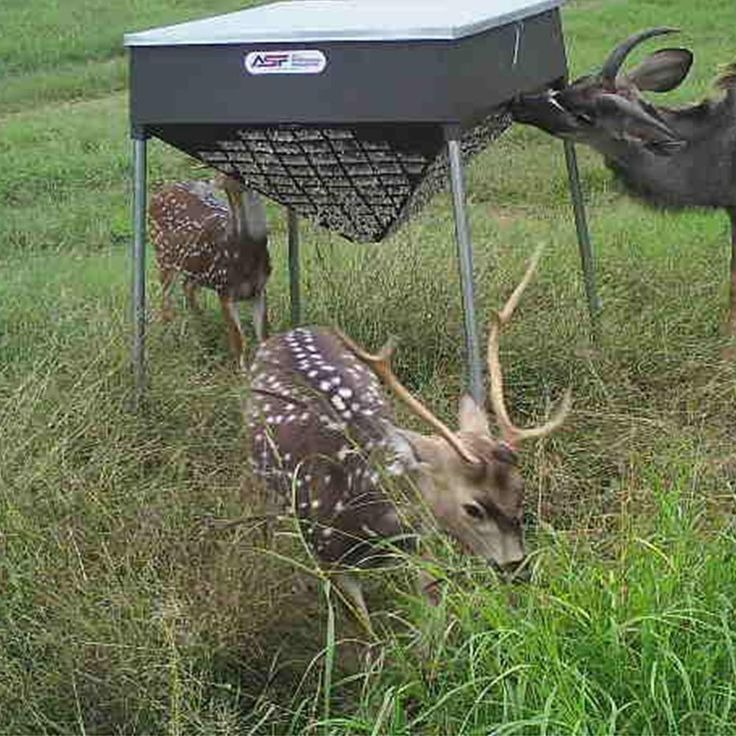 deer feeder