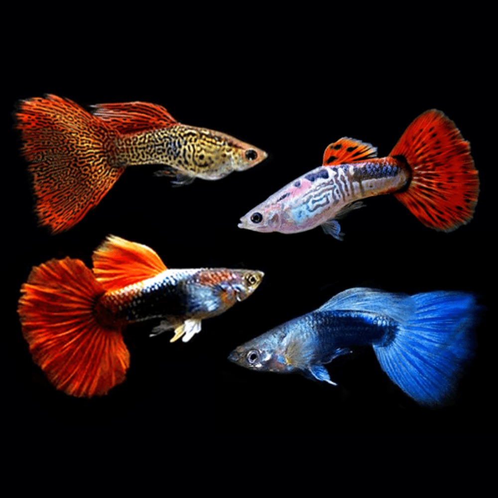 guppy fishes