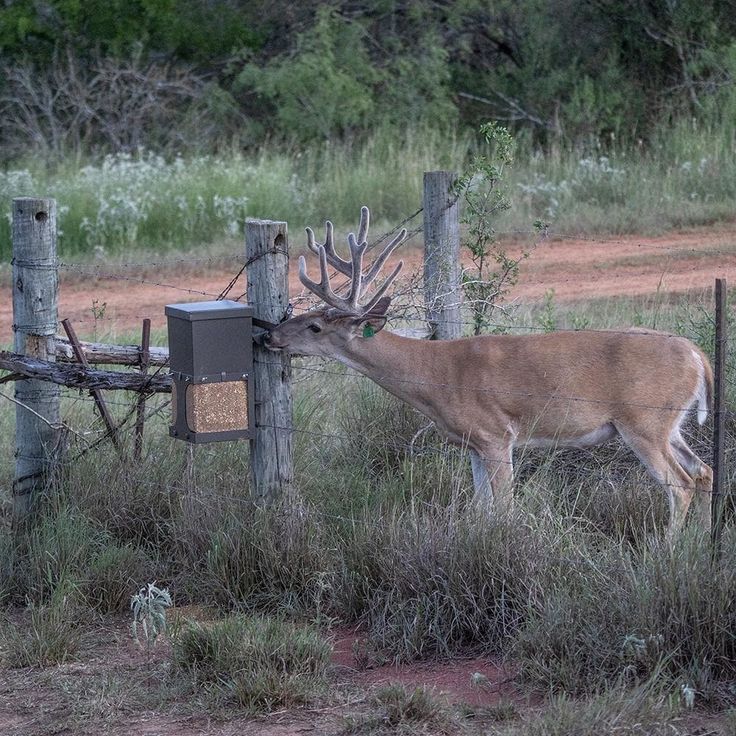 homemade deer feeder