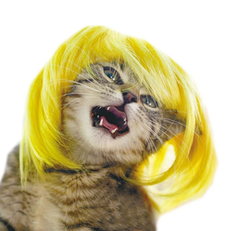 Cat wig