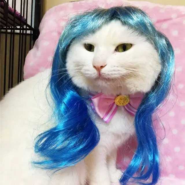 Blue cat wig