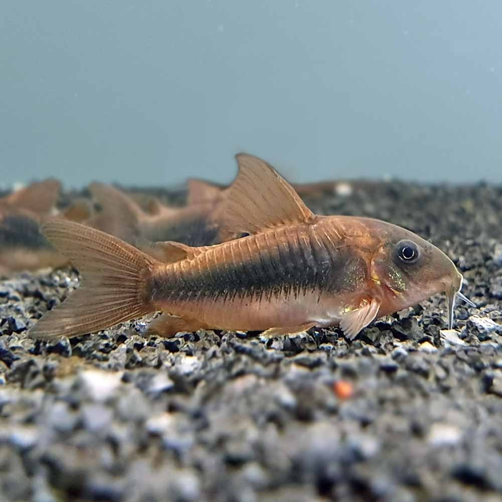 Corydoras