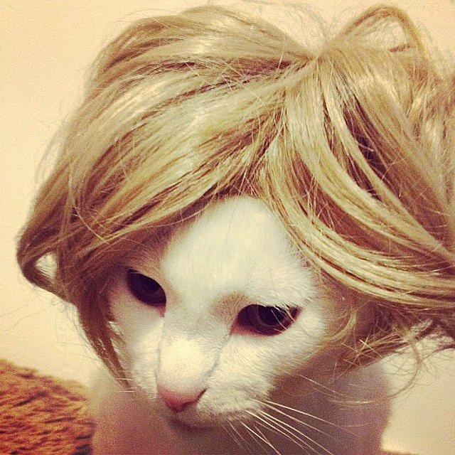 Cat wig