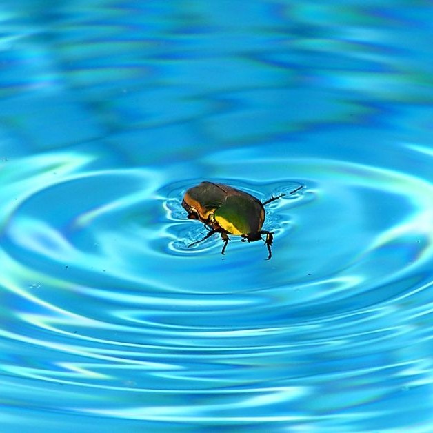 swimming pool bugs types
