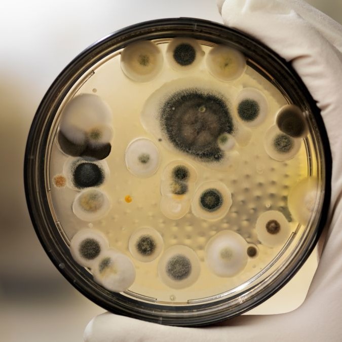 black mold test kit